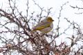 Citron-headed Yellow-Finch (Sicalis luteocephala) (8077605702).jpg