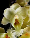 Clowesia amazonica - cropped.jpg