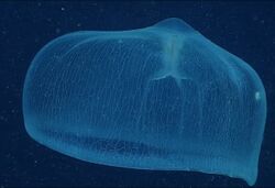 Cnido deepstaria jellyfish.jpg