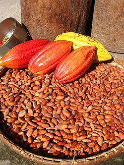 Cocoa Pods and Seeds.jpg