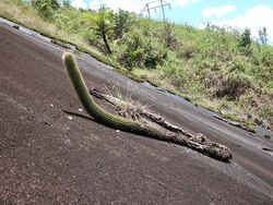 Coleocephalocereus buxbaumianus - 2.jpg