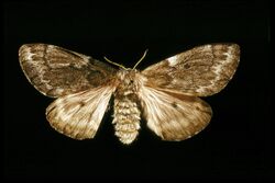 Coloradia pandora adult female.jpg