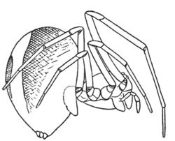 Common Spiders U.S. 262 Hentziectypus globosus.png