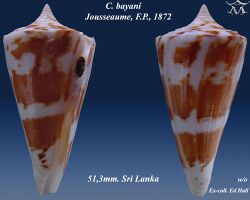 Conus bayani 3.jpg