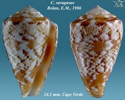 Conus saragasae 1.jpg