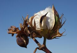 Cotton boll opening following defoliation during the 2010 crop year. (24821524380).jpg