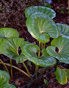 Cremanthodium reniforme