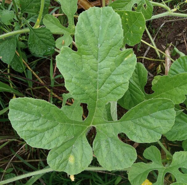 File:Cucumis anguria, Leaf.jpg