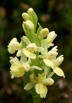 Dactylorhiza insularis Orchi 014.jpg