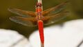 Dragonfly Flame Skimmer 1.jpg