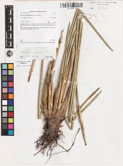 Eleocharis sundaica.jpg