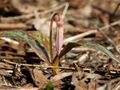 Erythronium japonicum 2006 001.jpg