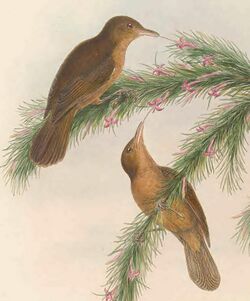 Euthyrhynchus griseigula - The Birds of New Guinea (cropped).jpg