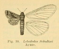 Fig.10-Paralebedella schultzei (Aurivilius, 1905).JPG