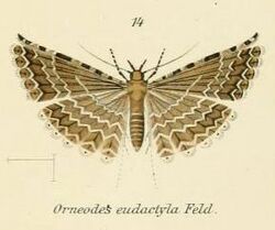 Fig.14-Alucita eucactyla.JPG