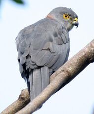 perched grey bird of prey