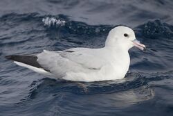 Fulmarus glacialoides - SE Tasmania.jpg