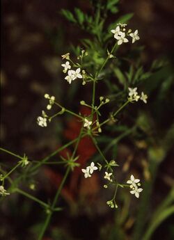 Galium pumilum eF.jpg