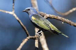 Golden-chevroned Tanager - Itatiaia - Brazil MG 0080 (22882466449).jpg