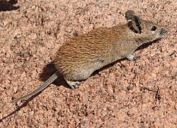 Golden Spiny Mouse from Eastern Saudi Arabia