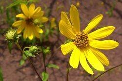 Hairy Sunflower (1020466042).jpg