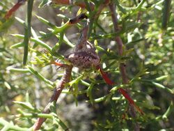 Hakea horrida fruit(2).jpg