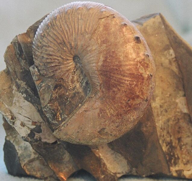 File:Hoploscaphites ammonite.jpg
