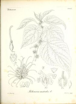 Iconographia generum plantarum (11464999833).jpg