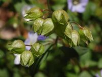 Jacob's Ladder Polemonium reptens Flower Buds 2628px.jpg