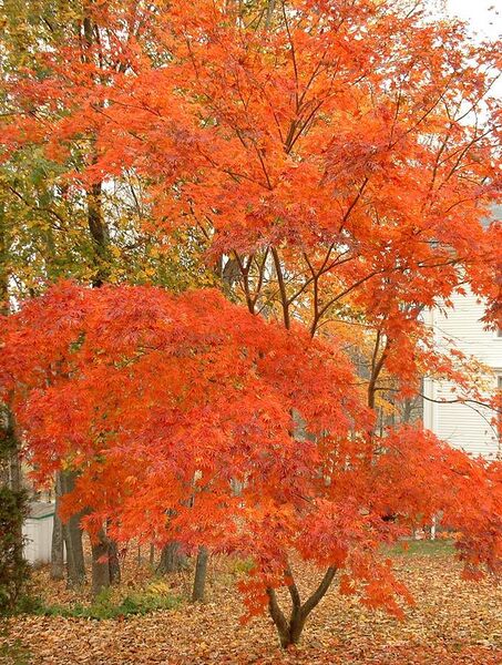 File:Japanese maple.jpg