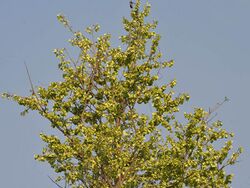 Kanju (Holoptelea integrifolia) with fruits W IMG 5870.jpg