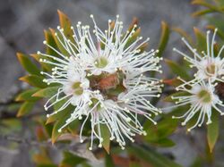 Kunzea rupestris flower yeomans.jpg