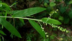 Lasiacis ligulata Hitahc. & Chase, Poaceae, Atlantic forest, northeastern Bahia, Brazil (9863762674).jpg