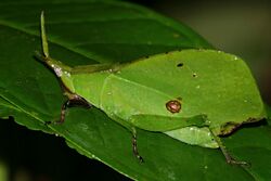 Leaf Grasshopper (Systella sp.) (22407579468).jpg