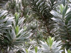 Leucadendron argenteum - Silvertree - foliage 9.jpg