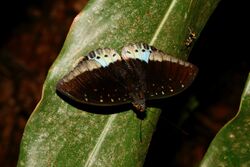 Lexias pardalis, male.jpg