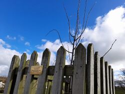 Lime tree planted at Kirkharle on launch day.jpg