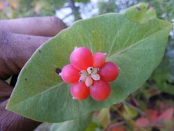 Lonicera-ciliosa--fruits.JPG