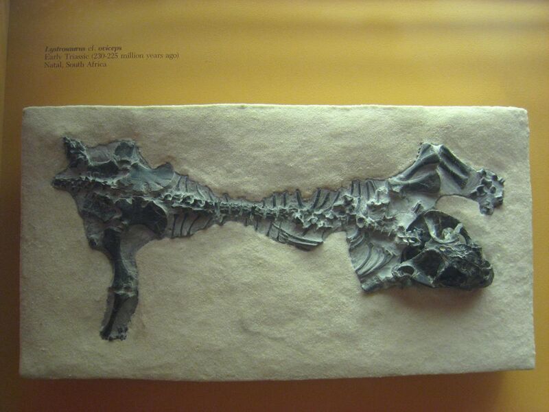 File:Lystrosaurus cf. oviceps - National Museum of Natural History - IMG 1984.JPG