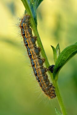 Malacosoma castrense caterpillar (side view) - Kulna.jpg