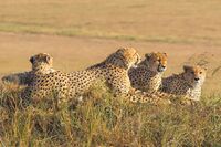 A group of male cheetahs