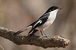 Male Fiscal Flycatcher, Sigelus silens at Suikerbosrand Nature Reserve, Gauteng, South Africa (14850570254).jpg