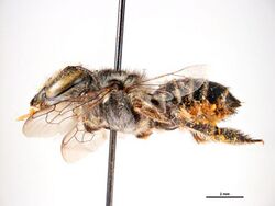 Megachile quinquelineata.jpg