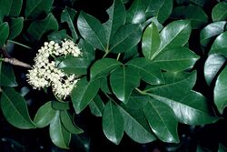 Melicope micrococca foliage.jpg