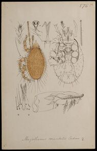 Naturalis Biodiversity Center - RMNH.ART.1265 - Megisthanus orientalis (Oudemans) - Mites - Collection Anthonie Cornelis Oudemans.jpeg
