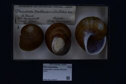 Naturalis Biodiversity Center - RMNH.MOL.397937 - Hispaniolana undulata (Férussac, 1821) - Pleurodontidae - Mollusc shell.jpeg