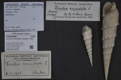 Naturalis Biodiversity Center - ZMA.MOLL.83556 1 - Terebra crenifera Deshayes, 1859 - Terebridae - Mollusc shell.jpeg
