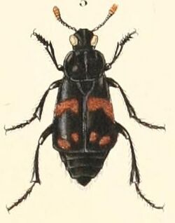 Necrophorus didymus.jpg