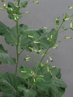 Nicotiana paniculata — Scott Zona 002.jpg