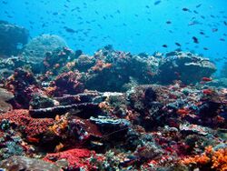 Nusa Lembongan Reef.jpg